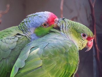 Couple of parrots