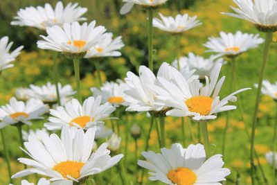 Close-up of white daisy blooming outdoors