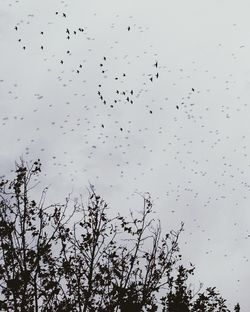 Low angle view of birds flying against sky