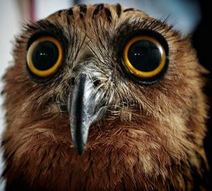 Close-up portrait of owl