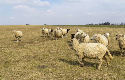 Sheep in a field