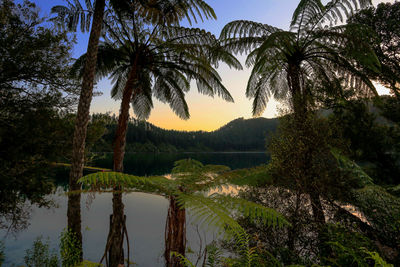 Palm trees by lake against sky