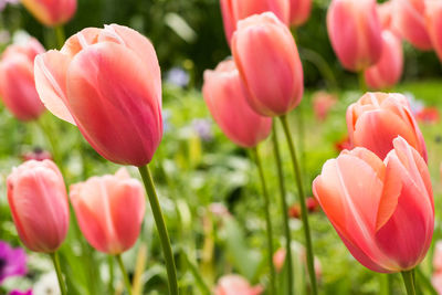 Close-up of pink tulips blooming outdoors