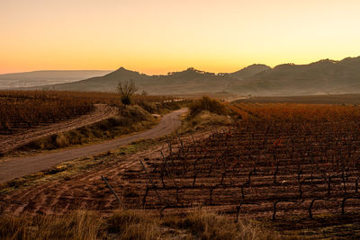 Scenic view of agricultural field against clear sky during sunset