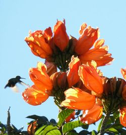 Low angle view of orange flowers against clear sky