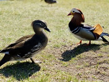 Mandarin ducks on a field