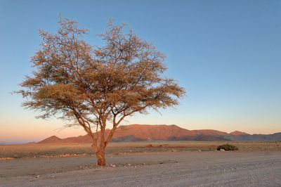 Lonely tree in the namib desert taken in january 2018