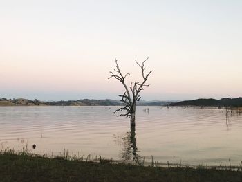 Bare tree on lake against clear sky