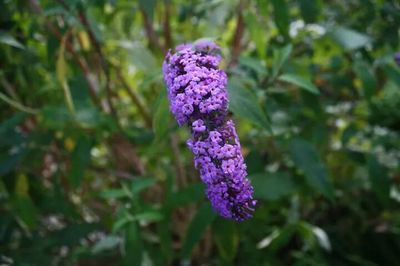 Close-up of purple flowers