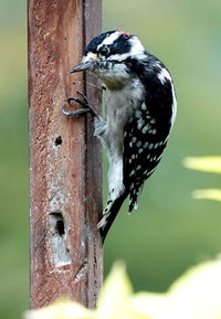 Close-up of bird perching on tree trunk