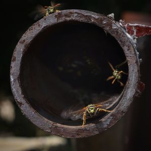 Close-up of insect on rusty metal