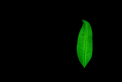 Close-up of green leaves over black background