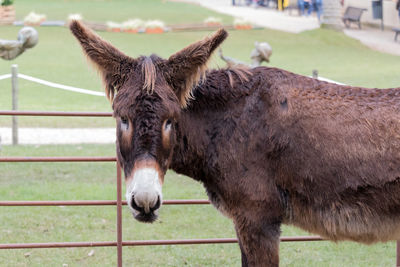 Close-up of horse on landscape