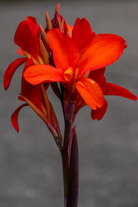 Close-up of red flowering plant