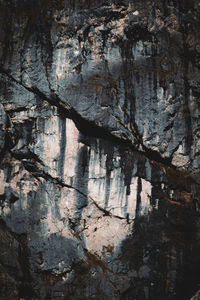 Full frame shot of tree trunk