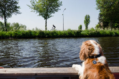 Dog in a lake