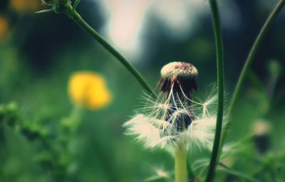 Close-up of dandelion on plant