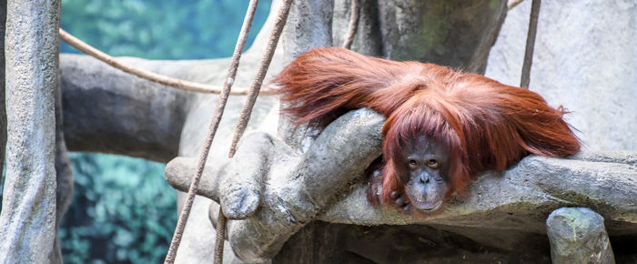 Monkey laying in a tree