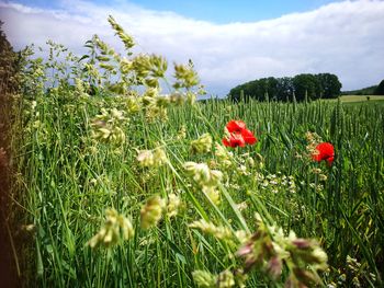 Close-up of poppies on field against sky