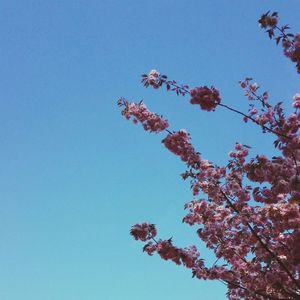 Low angle view of trees against blue sky