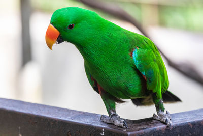 Close-up of parrot perching on leaf