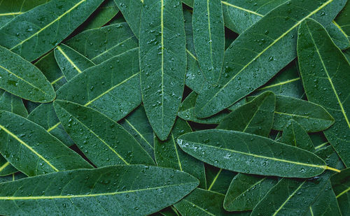 Full frame shot of wet leaves