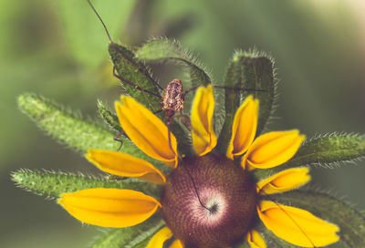 Close-up of yellow flower