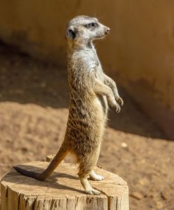 Meerkat standing on a wooden trunk