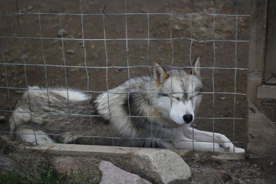 Close-up of a cat in zoo