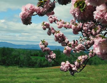 Pink cherry blossoms on field against sky