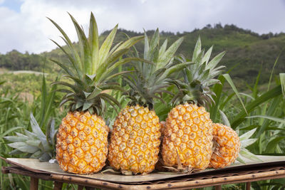 Group of fresh ripe organic pineapples.