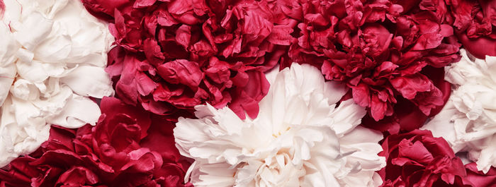 White and red peonies background. beauty floral banner. festive flowers concept