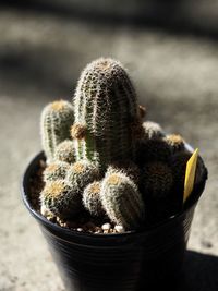 Close-up of succulent plant