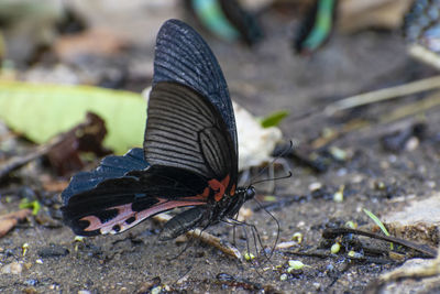 Close-up of black butterfly on land
