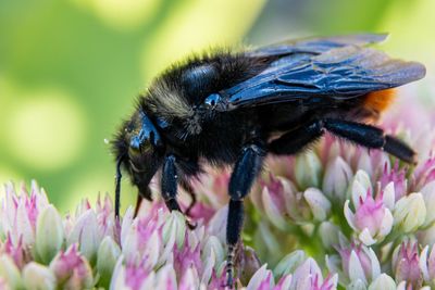 Close-up of bee on purple flower