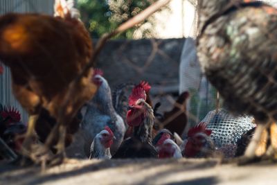 Close-up of rooster