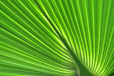 Green palm tree leaf macro. natural, organic background pattern