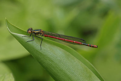 Close-up of damselfly on plant