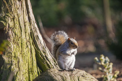 Squirrel on tree trunk