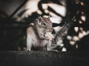 Close-up of squirrel