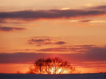 Silhouette bare tree against sea during sunset