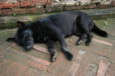 High angle view of black dog sleeping on footpath