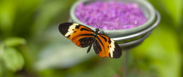 Close-up of butterfly on purple flower
