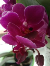 Close-up of pink flowers blooming outdoors