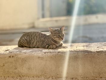 Close-up of cat