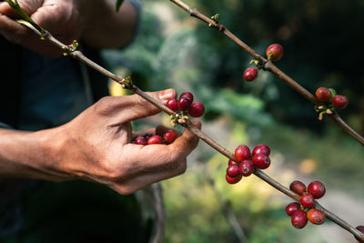 Cropped image of hand holding red berries