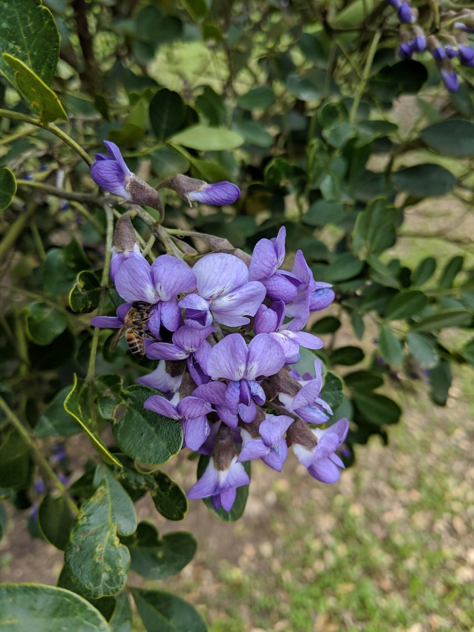 CLOSE-UP OF PURPLE FLOWER