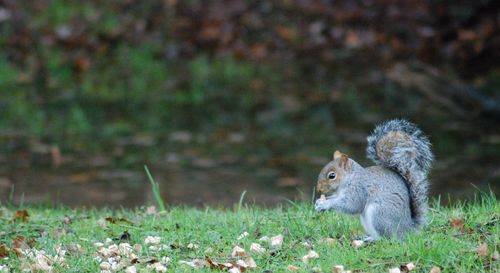 Close-up of squirrel on land