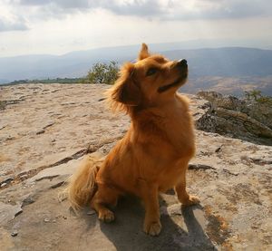 Dog sitting on mountain against sky