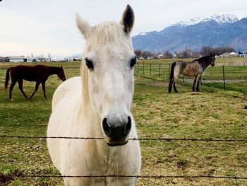 Horses in ranch